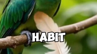 This bird ???? always has a negative IQ level — but why is that ????????????