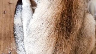 পোষা বিড়াল।