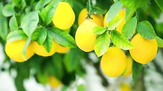 Lemon prices rise by Rs 300 per kg as heat rises
