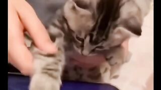 Cute cat #cat #Fun #viral