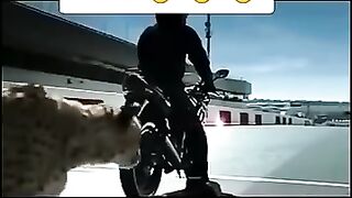 Cheetah VS Ninja Bike Race