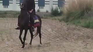 Horse ???? lover