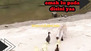 Anak bebek ini nyari emaknya sambil berenang di sungai…
