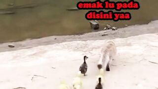 kalo hewan bisa ngomong ????????