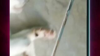 Seekor kucing di siksa oleh seorang bocah dengan cara di lempar dan di banting ke tembok