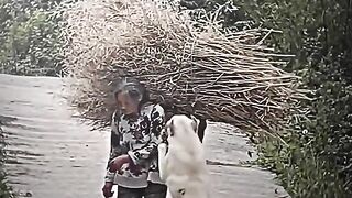 responsible animal ????