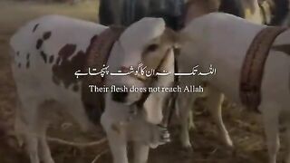 Tilawat Quran translation in Urdu 2