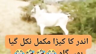 ????????اندر کا کیڑا