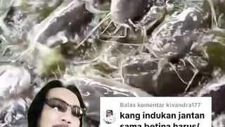 Induk lele jantan dan betina apakah harus/wajib dipisahkan penempatan nya❓