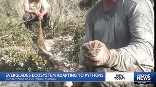 Apex predator found dead; Is the Everglades fighting back against Burmese pythons