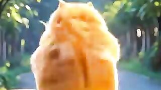 Today's recipe: Barbecue pork #recipes #cuteanimal #catlovers #aiart