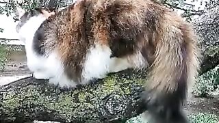 From Wild to Mild: How a Collar Changed This Reed Cat's Life
