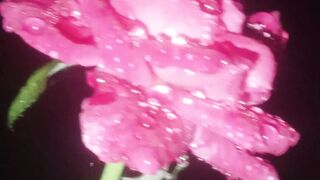Love is haven 3
