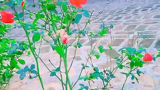 But I full video
