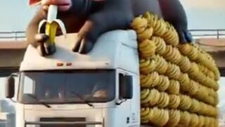 Funny Bengali Story: The Cow, the Bananas & the Milk-Flooded City