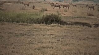 In village