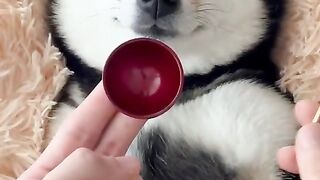 #FunVideo 14