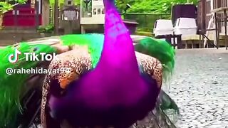 Islamic video 97