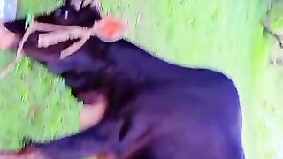 Animal in good mode