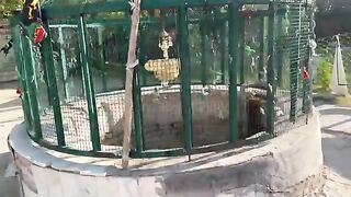 Online videos 3