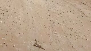 Desert iguana ????