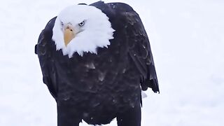 Eagles Watch full Video life Inspiration of eagle (2025)