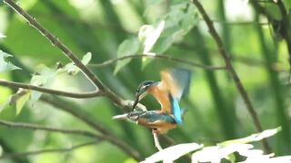 Nature And Wildlife Video Bird and animal is beautiful creature on our planet (2025)