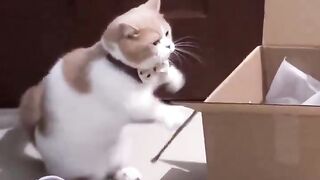Boxer Cat