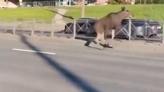 A moose was hit by a car