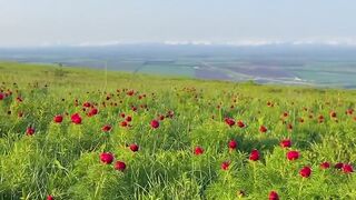 Flowering wild peonies of the Caucasus