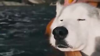 Cute dogs 2
