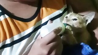 Armando "Cutie Cat"