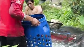Berikut adalah salah satu manfaat dari penyortiran ikan lele