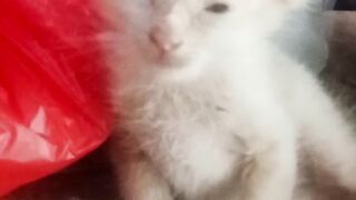Jon2x "The cutie Persian Kitten"