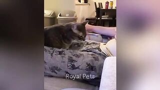 Essayer De Ne Pas Rire ???? Vidéos d'Animaux les plus
