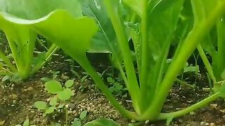 Hasil kebun siap di jual