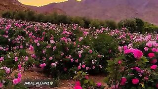 Gulab 2