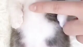 Cute Cats Funny Activities