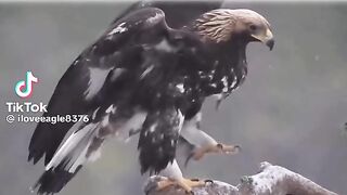 Listen and brave our mind