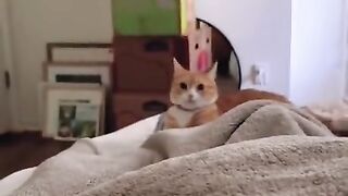 Funny compilation animal 2