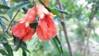Natural view 16