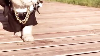 Cute cat funny video