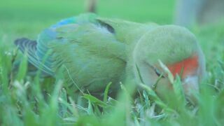 CUTE LITTEL PARROT