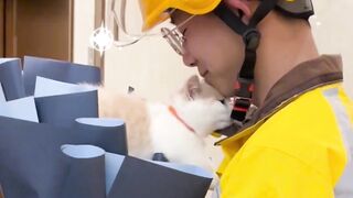 Beautiful cat and delivery boy. Fun