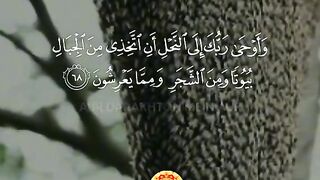 Quran with translation