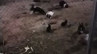 Beautifull Rabbit (follow me)