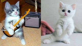 Baby Cats - Cute and Funny Cat Videos Compilation