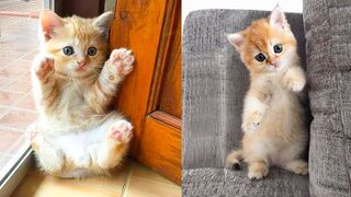 Baby Cats - Cute and Funny Cat Videos Compilation