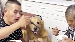 Smart dog protect Grandma 1 . Fun