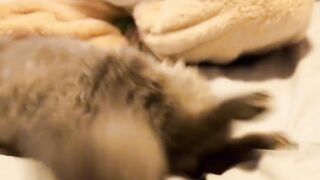 Affectionate dog and owner love. Fun